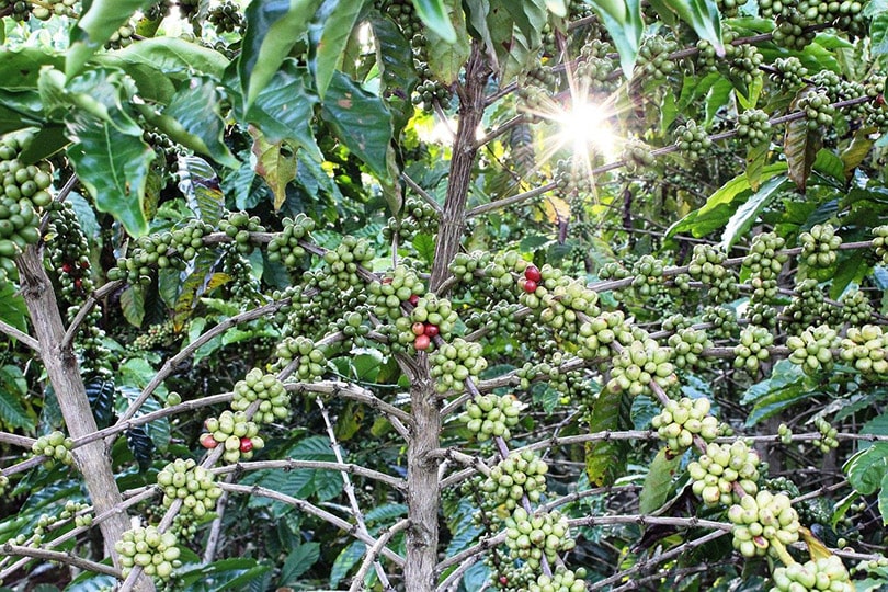 coffee plants in a farm