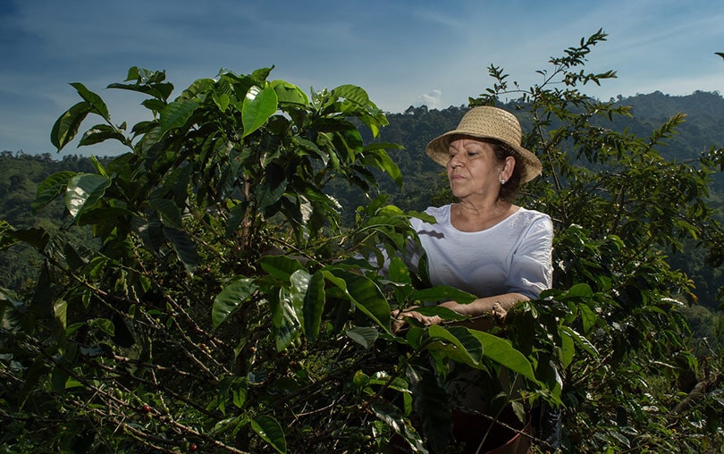 female farmer harvesting coffee
