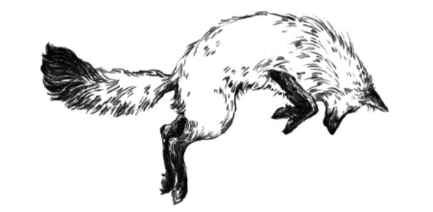 Fox in the Snow Cafe logo