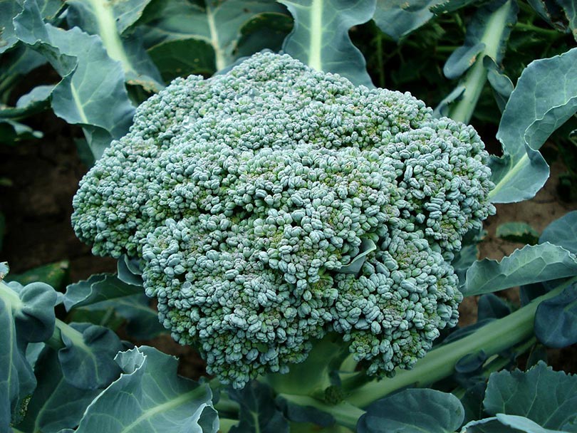 broccoli plant