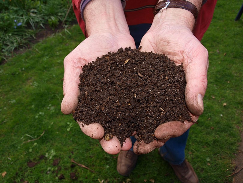 coffee grounds for compost