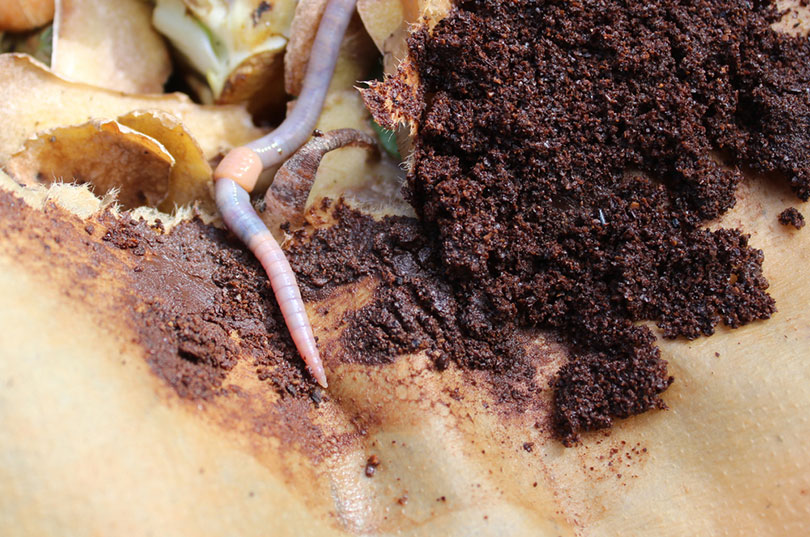 earthworm and coffee grounds in a compost bin