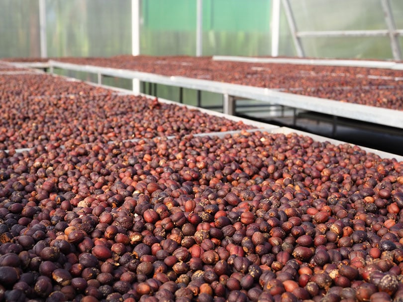 natural coffee process of robusta cherries dried in the sun