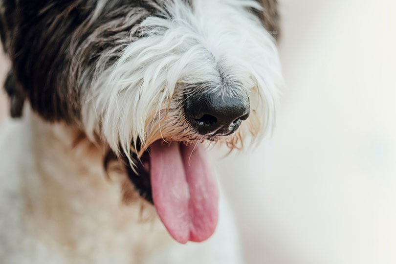 Is coffee ice outlet cream bad for dogs