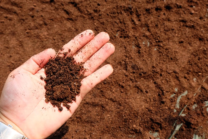 hand holding coffee grounds