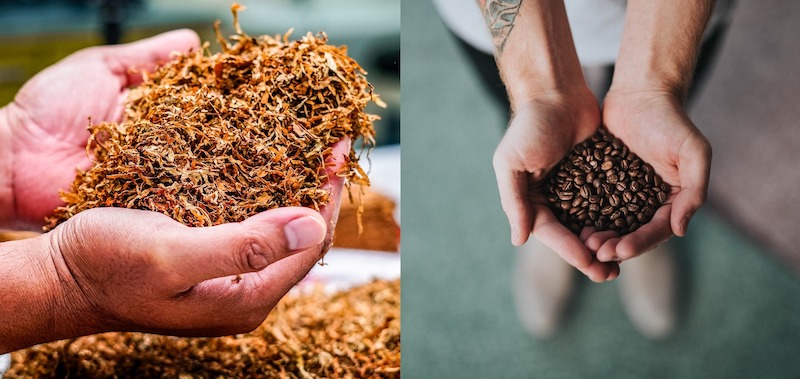 nicotine vs coffee beans held in hands