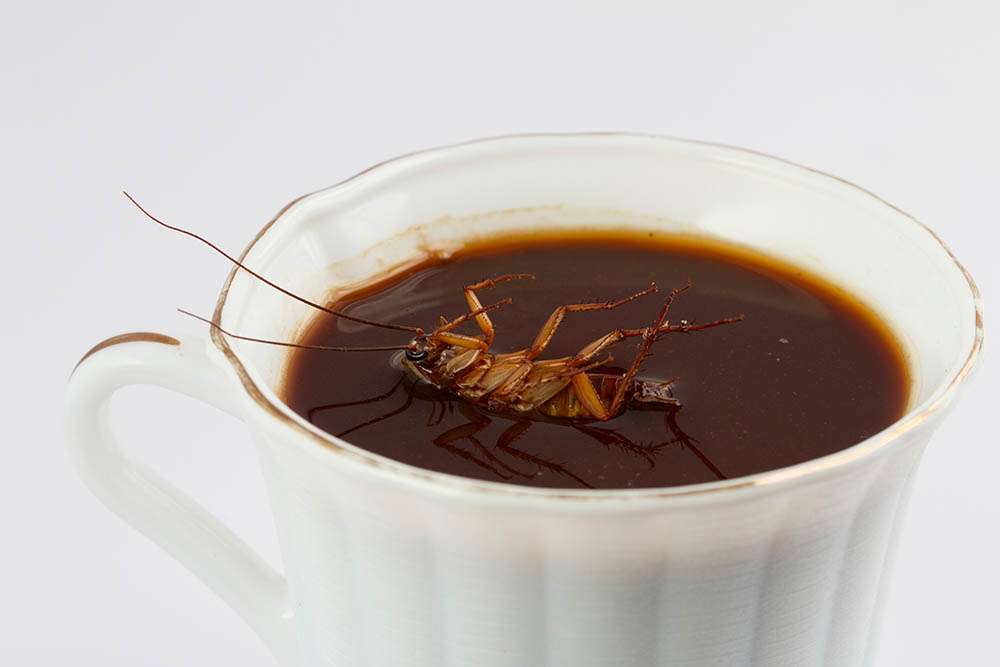 cockroach floating on a cup of coffee