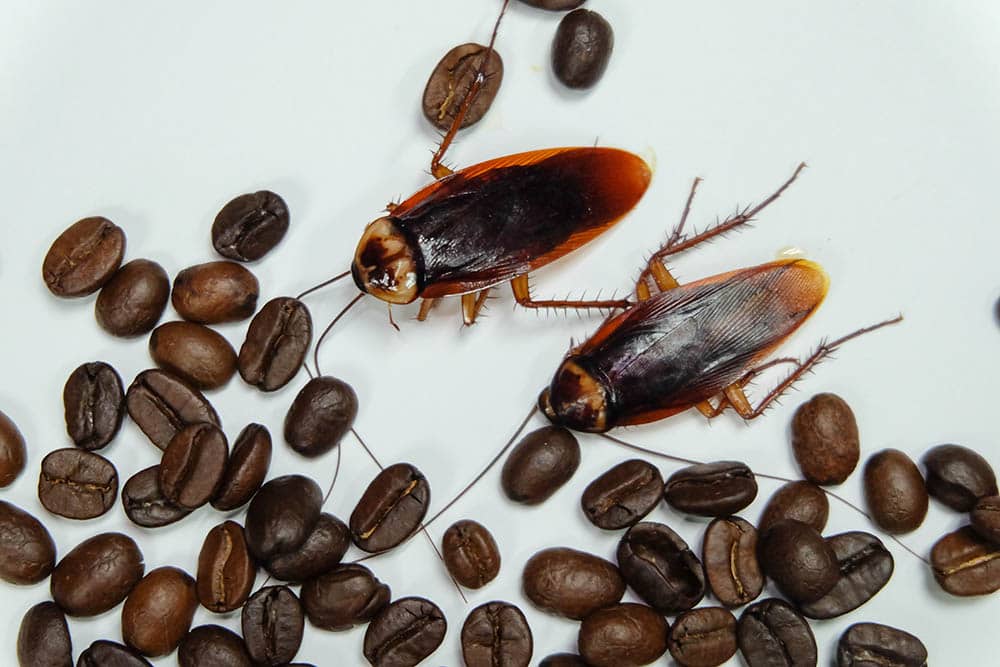 Does Ground Coffee Really Have Cockroaches in It? The Facts & How To