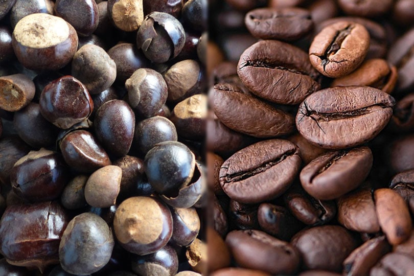 guarana seeds vs coffee beans