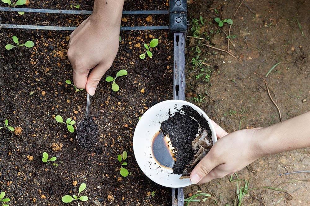 putting used coffee grounds on the plants