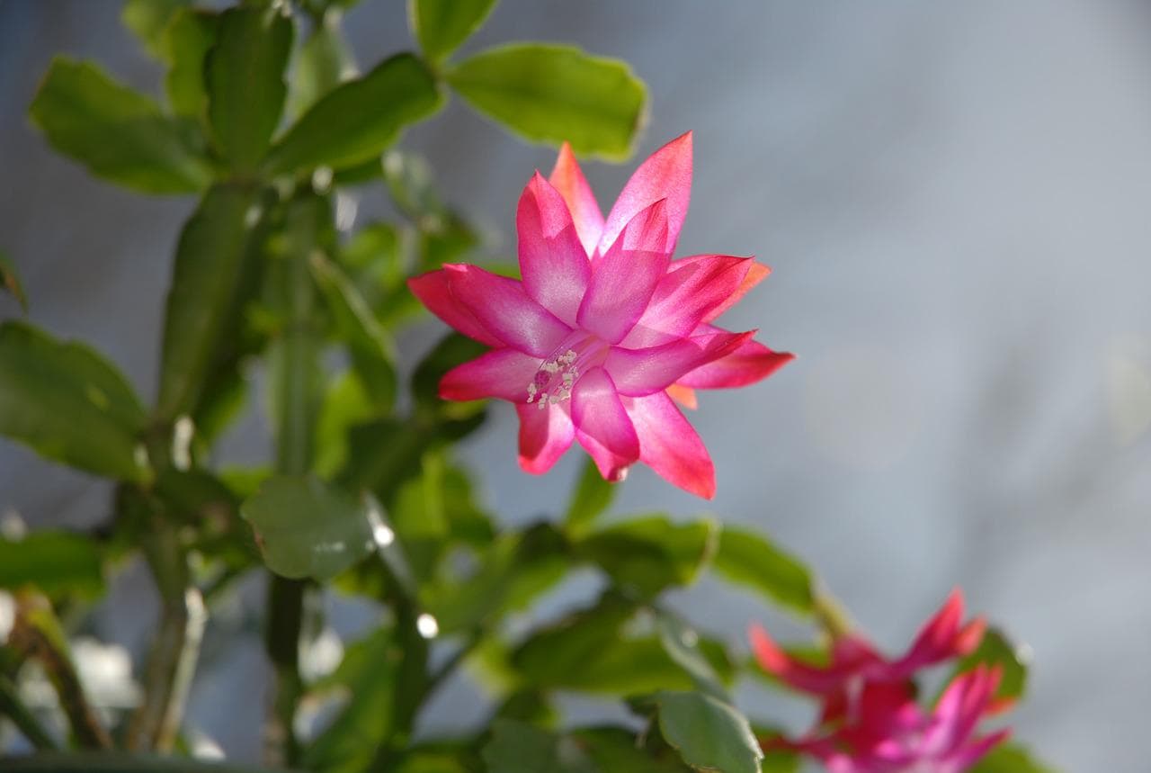 Christmas Cactus Plant with flower