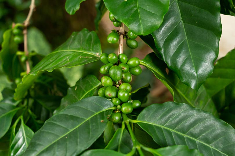 arabica coffee berries in Florida