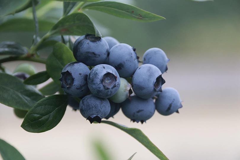 blueberry plant