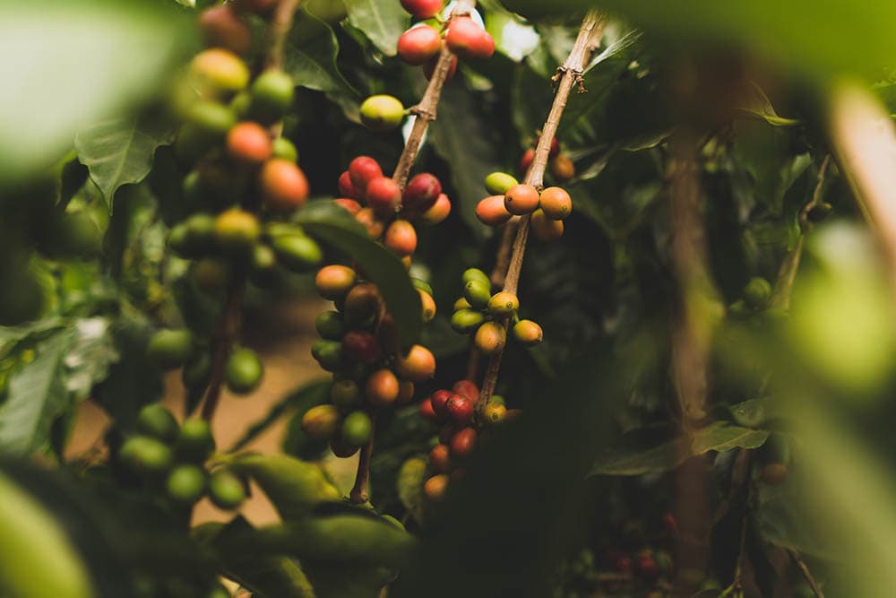 coffee berries on the branches