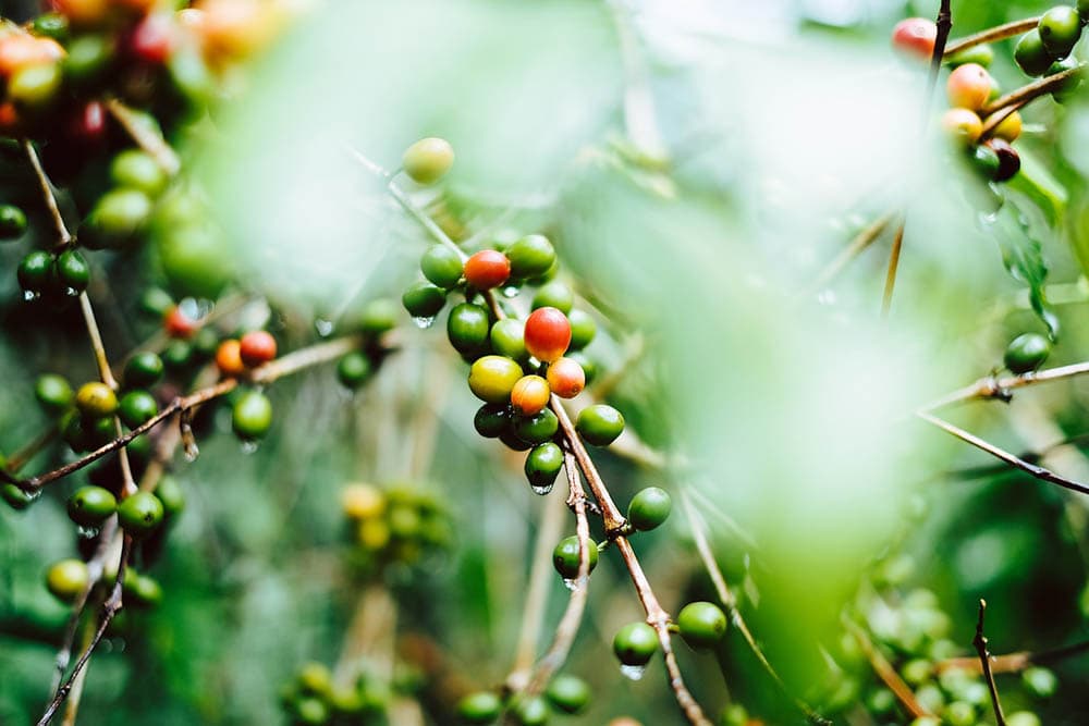 coffee berry plants