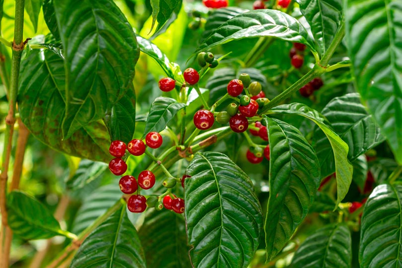 coffee plant in florida