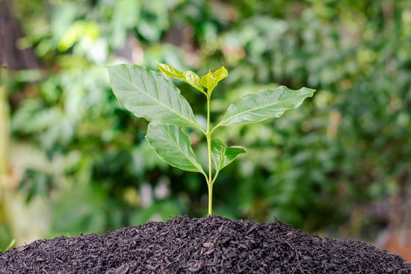 coffee plant sprouts on fertile soil