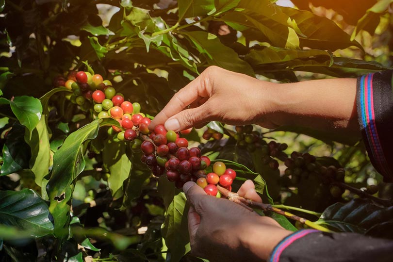 farmer picking up coffee berries in a farm in Thailand