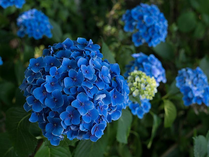 hydrangea flowers