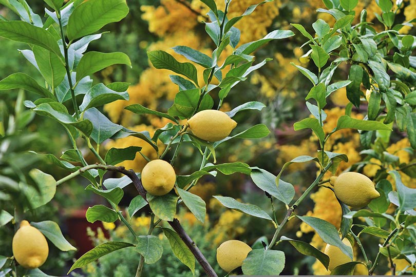 citronu koks