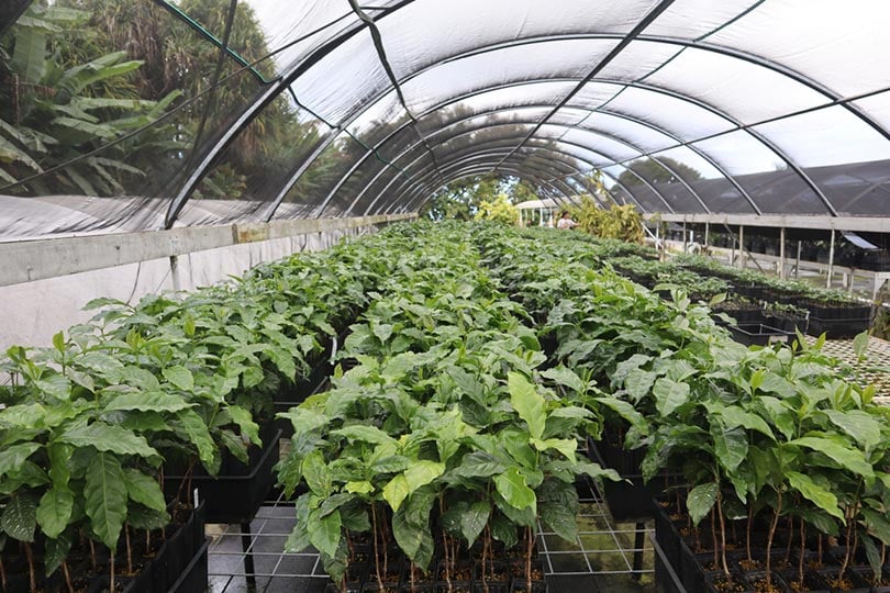 maturing coffee trees in a greenhouse