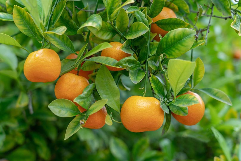 orange tree