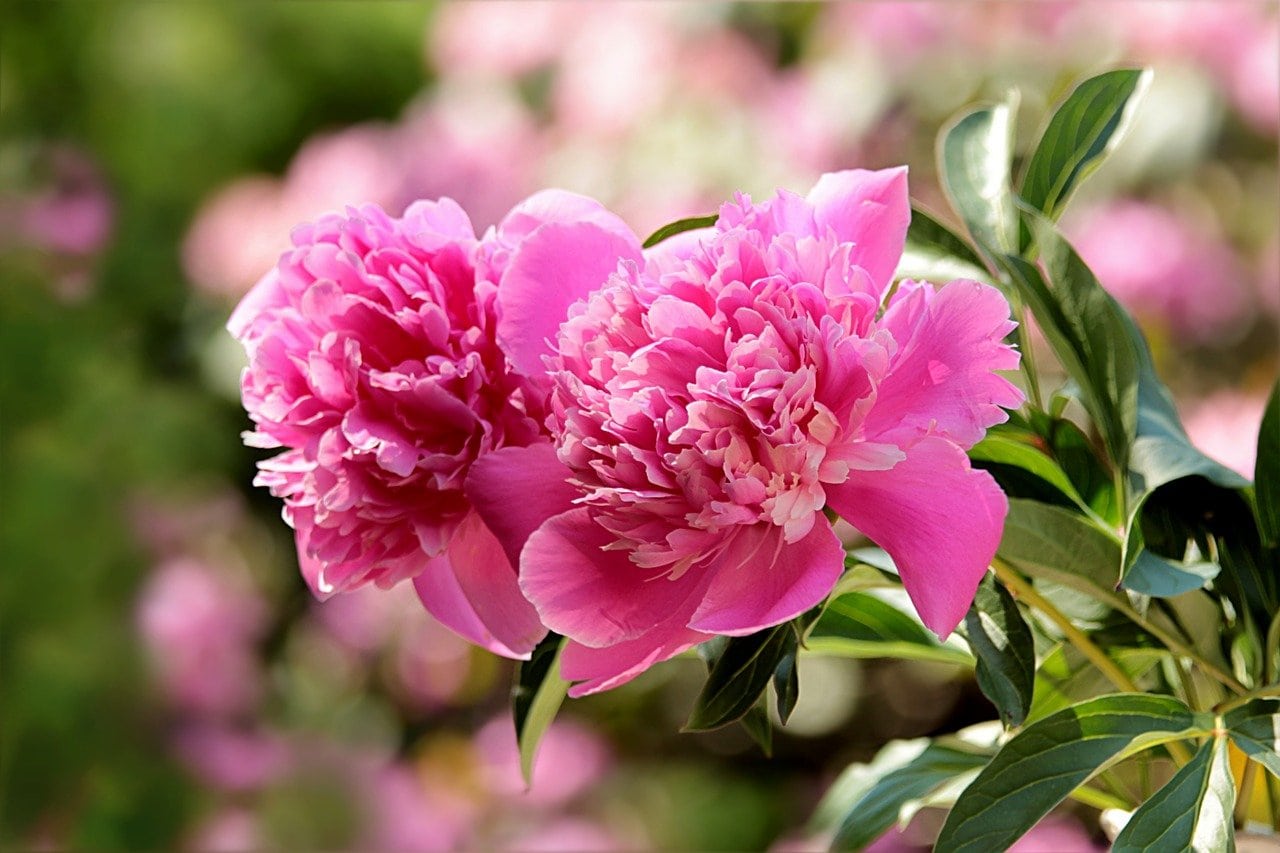 pink peonies