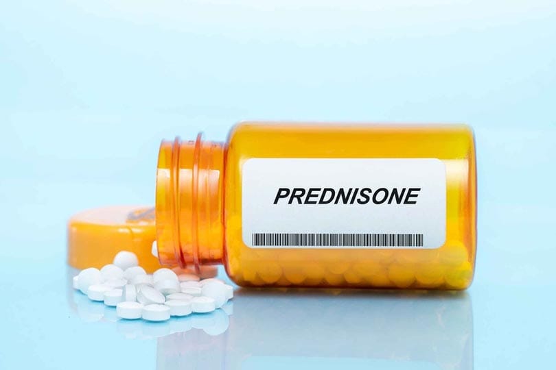 prednisone drug in prescription medication pills bottle