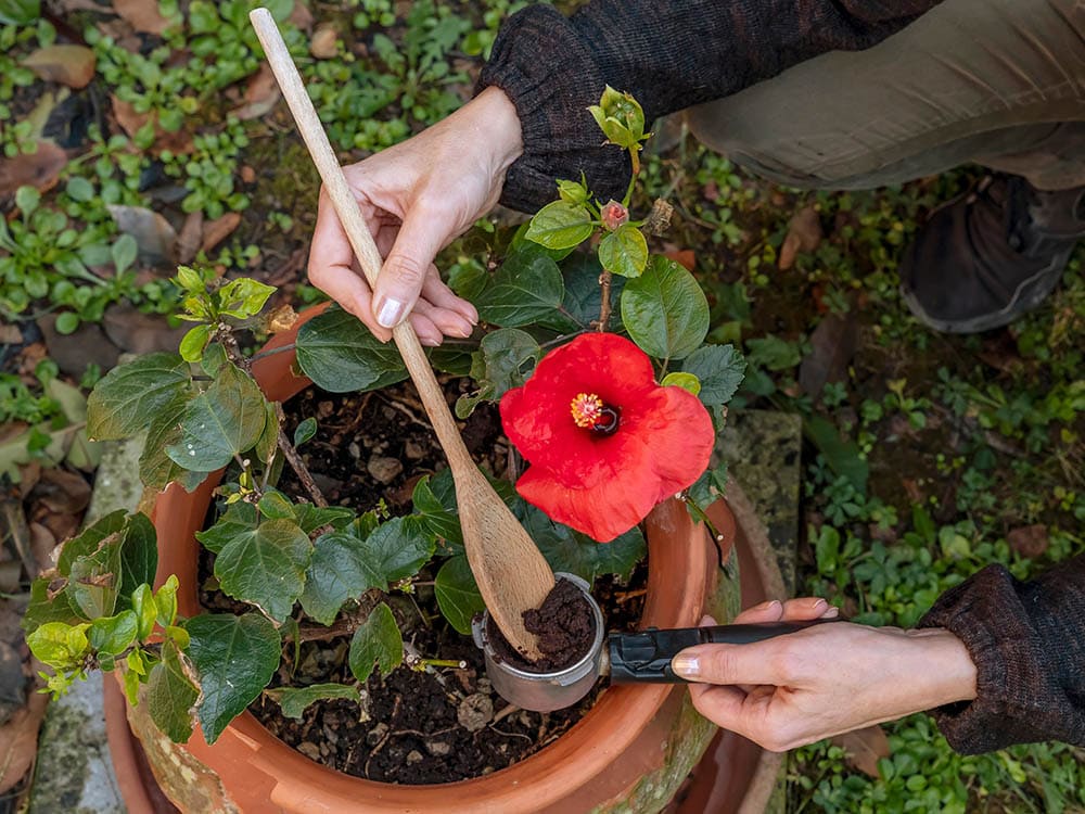 putting used coffee grounds on gumamela plant