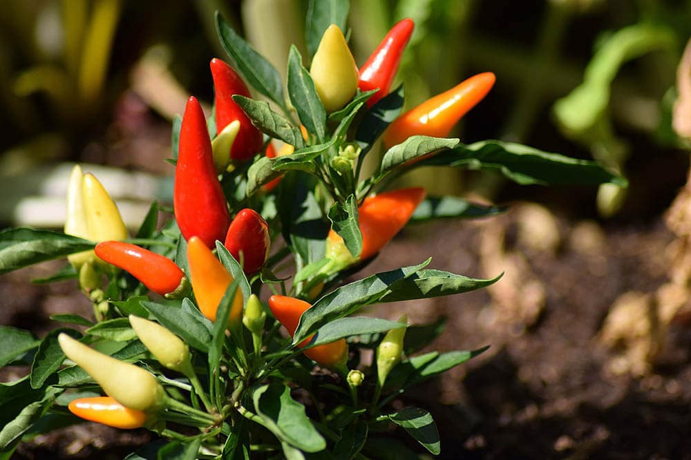 red chili pepper plant close up