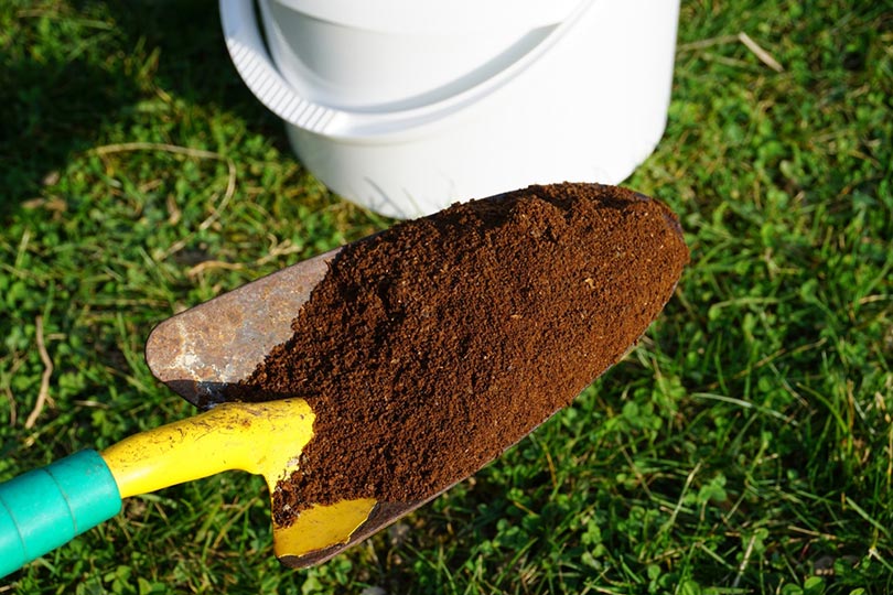 shovel with coffee grounds to fertilize the lawn