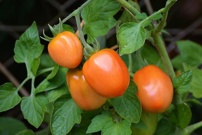 are coffee grounds good for my tomato plants