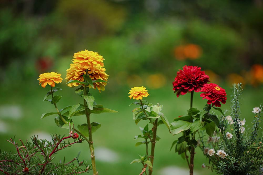 yellow and red crepe myrtles