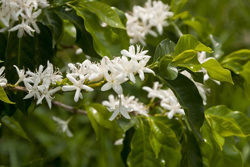 arabica kwiaty roślin kawy
