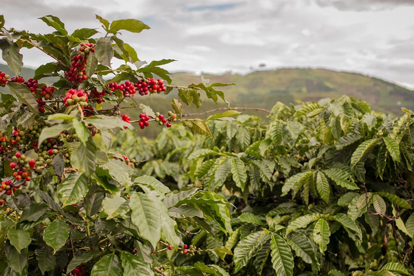 coffee plantation in Vietnam