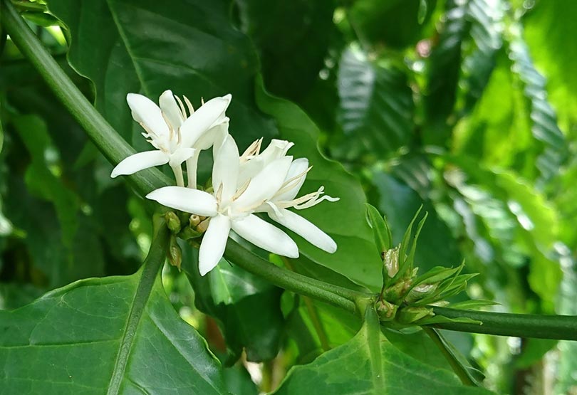 Blumen des liberianischen Kaffees (coffea liberia).