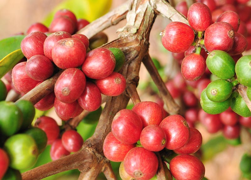 typica coffee berries