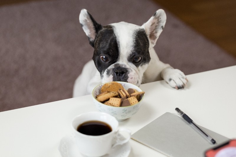 black and white Frenchie dog sniffing biscuits and coffee