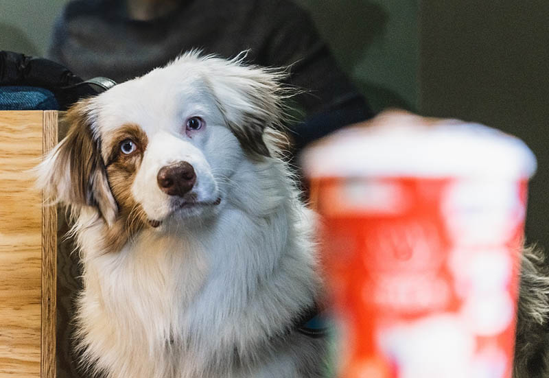 dog in a coffee shop