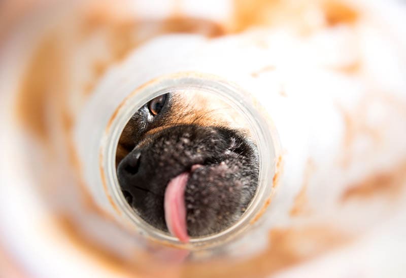 dog licking a jar of peanut butter