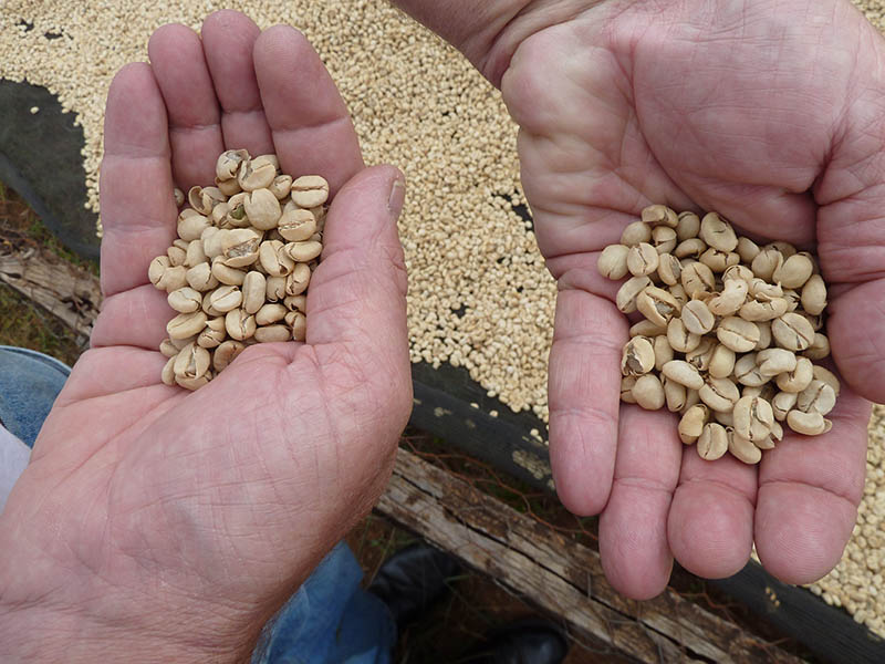 hands showing harvested coffee beans