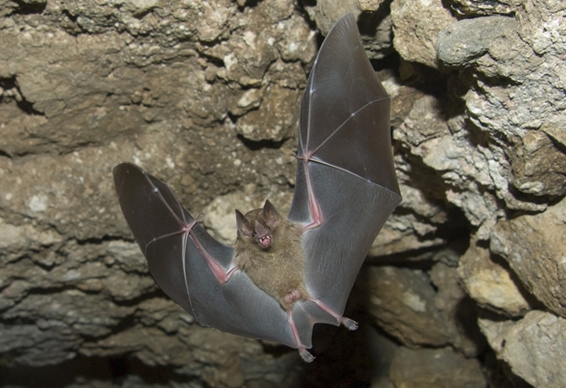 jamaican fruit bat flying in a tunnel