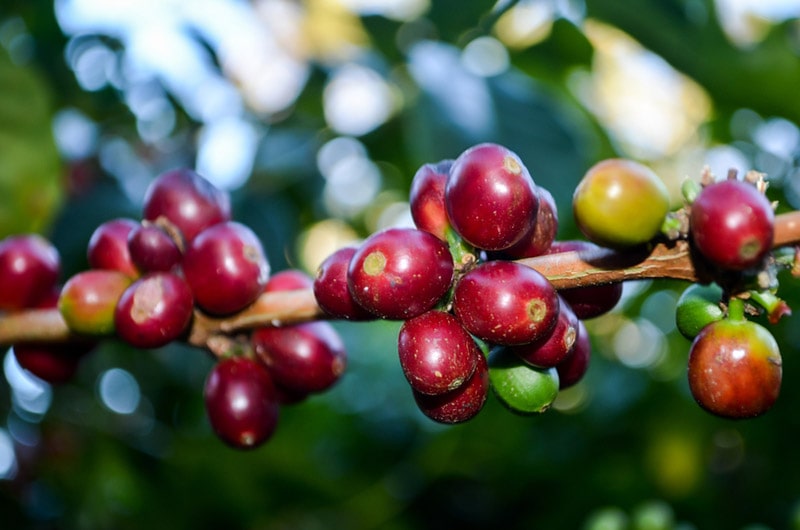 ripe coffee berries of geisha variety